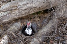 Muscovy Duck On The Nest
