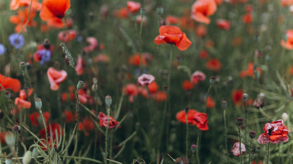 Wild field of flowers in blossom, red poppies. Nature concept, summer background