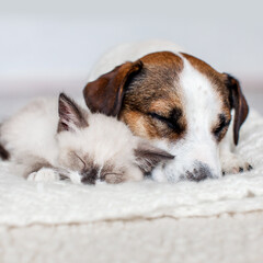 Wall Mural - Dog and cat sleeping together