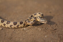Many-spotted Cat Snake, Large-spotted Cat Snake And Marbled Cat-eyed Snake