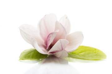 Poster - one pink flower on a branch of blooming magnolia close up