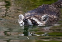 The Raccoon Is Swimming