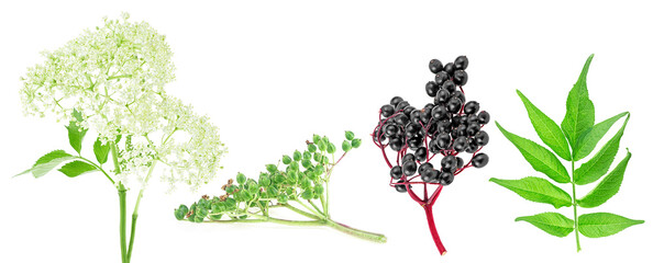 Set of European elderberry isolated on a white background. Elderberry flowers, green berries of elder, elderberry leaves and black berries of elder. Sambucus.