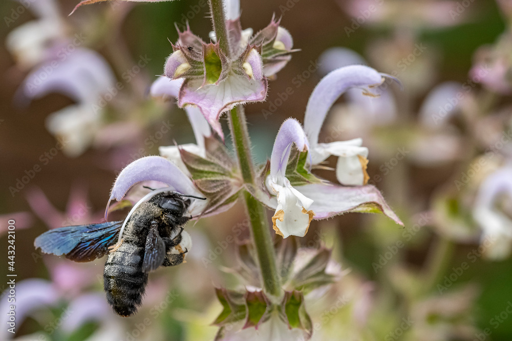 Blaue Holzbiene an einer Blüte
