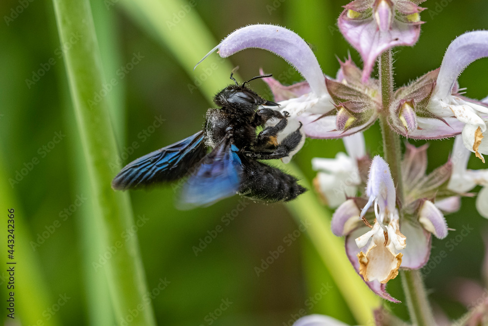 Holzbiene im Anflug auf eine Gartenblüte