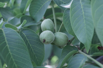 Fresh Ripe walnut  growing on a tree summer  background of leaf.