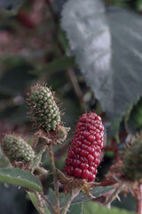 Aufkleber - Close up of beautiful Blackberry early large-fruited (Karaka Black) on a blackberry bush, on a farm. Background fresh's young berries.