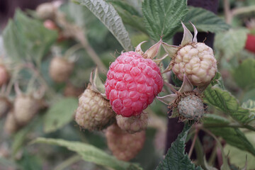 Poster - Beautiful fresh red raspberries on a raspberry bush, on a farm. Background fresh's young berries. Macro photography view.