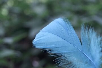 Poster - Close up Beautiful one Bird feather on a bokeh.  Pattern background for design texture.