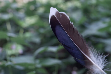 Poster - Close up Beautiful one Bird feather on a bokeh.  Pattern background for design texture.