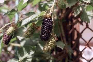 Aufkleber - Close up of beautiful Blackberry early large-fruited (Karaka Black) on a blackberry bush, on a farm. Background fresh's young berries.