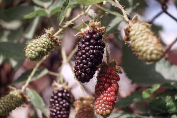 Aufkleber - Close up of beautiful Blackberry early large-fruited (Karaka Black) on a blackberry bush, on a farm. Background fresh's young berries.