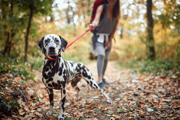 a dog posing for a photo at hiking trail