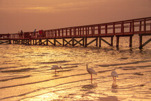 Birds At The Pier Sea Sunset