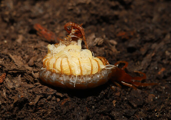 Wall Mural - Close up of a female eastern red centipede (Scolopocryptops sexspinosus) wrapped around its pale offspring. The female is rearing its head over its babies. 