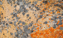 Macro Texture Of Orange And Black Lichen Moss Growing On Mountain Rock