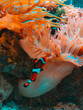 clownfish in coral