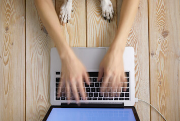 Poster - Image of woman’s hands typing fast on laptop keyboard with dog’s paws on same tabletop. View from above. Remote work from home concept image.