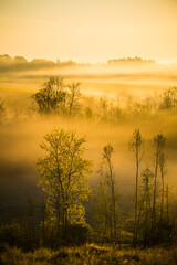 a beautiful landscape of a misty morning during summer. summertime scenery of northern europe.