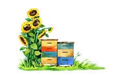 Sunflowers, Beehives Watercolor Scene. Hand Painted Summer Beekeeping Background, Apiary, Honey Bee, Nature