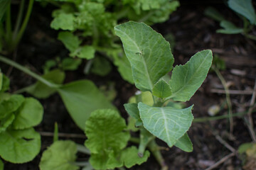 collard greens vegetable planting with soil