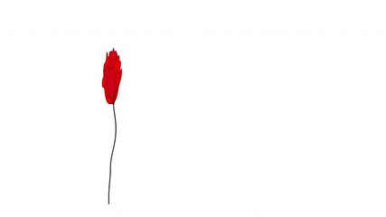 Wall Mural - Poppy flower appear, growth animation. Luma matte.