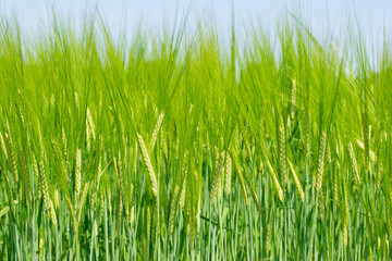 young wheat ears illuminated by sunlight. gorgeous shape of the wheat spikes. concept of a good harv