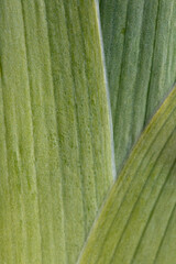 green leaf texture