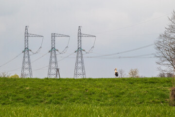 power lines in the field