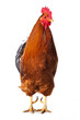 New hampshire cock on white background