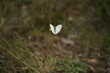 Kleiner Schmetterling auf einer Blüte in einer Wiese, Kohlweißling, Pieris brassicae, Pieris rapae