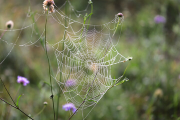 Spider web woven between flowers