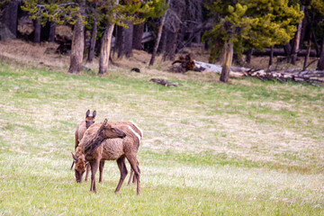 Wall Mural - Elk (Cervus elaphus) feeding in Yellowstone Park, Wyoming in the springtime