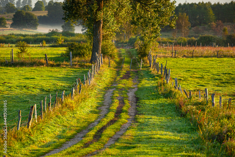 A field road between pastures and meadows at sunrise near the village of Gamerki Wielkie in Warmia and Mazury in Poland - obrazy, fototapety, plakaty 