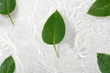 Wall Mural - Green leaves hosts on blue water background close-up. White texture surface with rings and ripple. Flat lay, top view, copy space.