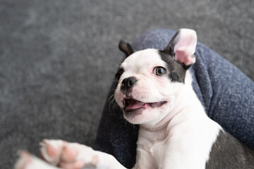 Poster - Portrait of a Boston Terrier puppy lying on the leg of a person. The puppy is happy, smiling. There is some motion blur on the paws in the foreground.