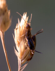 Wall Mural - earwig macro with grey background