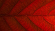 
Red leaf structure with details