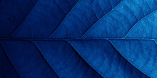 Blue Oak Leaf In Macro With Shadows.