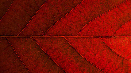 Wall Mural - 
Red leaf structure with details