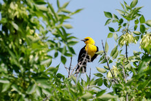 Yellow Headed Blackbird Perched On A Tree.