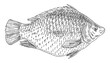 Whole fresh fish tilapia on white. Vintage engraving monochrome black illustration.