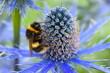 The white-tailed bumble bee is on a blue eryngium spiky flower collecting nectar This garden border perennial plant gets bigger and brighter every year and attracts many bees and butterflies in summer