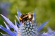 The white-tailed bumblebee favourites sea holly flowers. It has lemon yellow collar at the front another bright yellow band in the middle and a pure white tail It is found in gardens farmland woodland