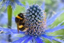 The White-tailed Bumble Bee Is On A Blue Eryngium Spiky Flower Collecting Nectar This Garden Border Perennial Plant Gets Bigger And Brighter Every Year And Attracts Many Bees And Butterflies In Summer