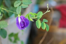 Fresh Purple Butterfly Pea Flowers On The Tree Have Blurry Background