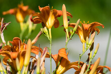 Orange Day Lilies In Strong Afternoon Sun