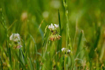 Wall Mural - white flowers of clover among green grasses