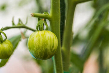 Close up view of green tomato in greenhouse. Organic food concept.