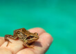 caught wild frog in a human hand, close-up
